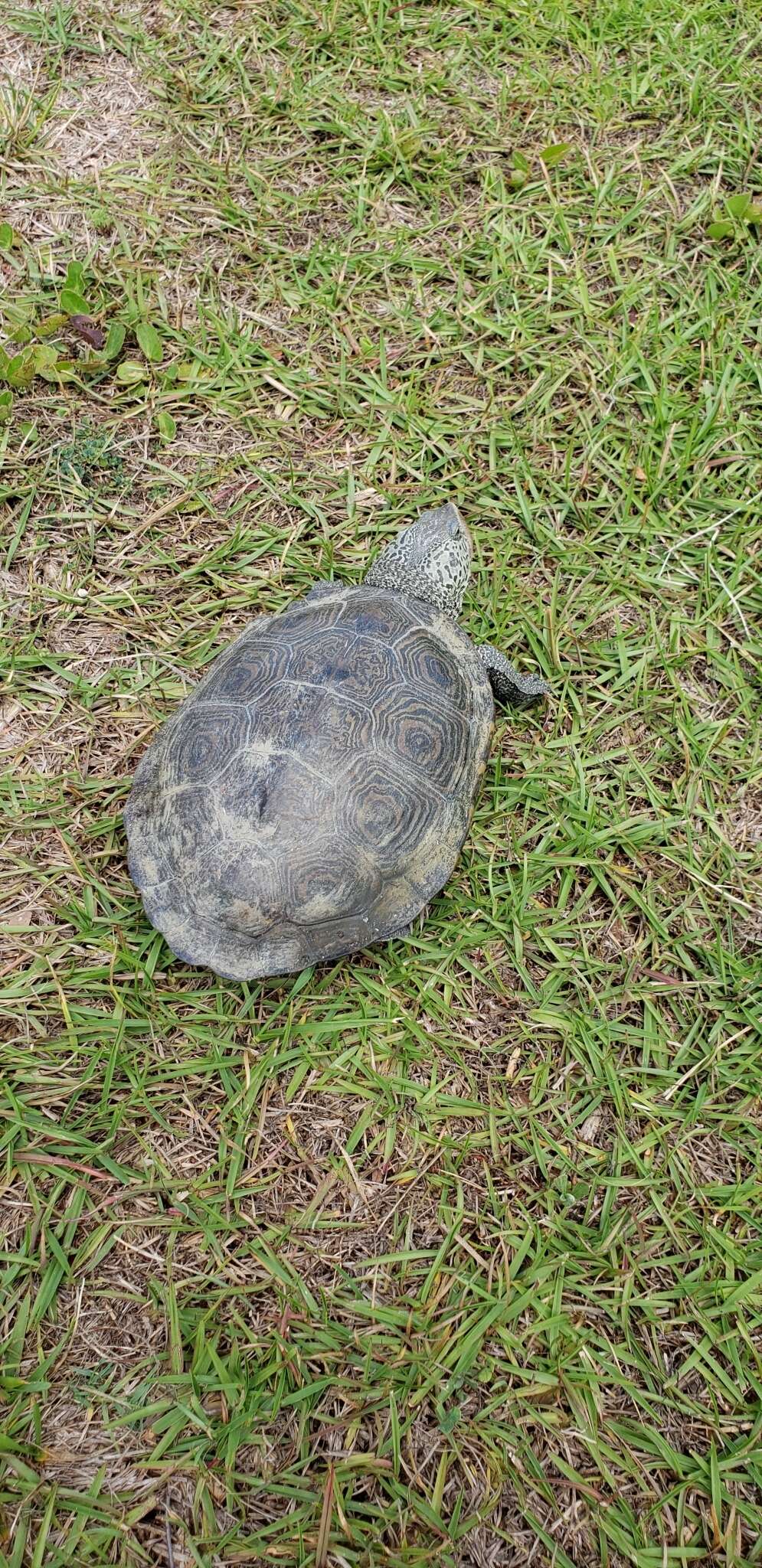 Image of Malaclemys terrapin centrata (Latreille 1802)