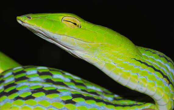 Image of Asian Vine Snake