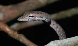 Image of Speckle-headed Vine Snake