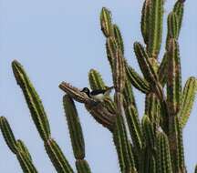 Image of White-tailed Jay