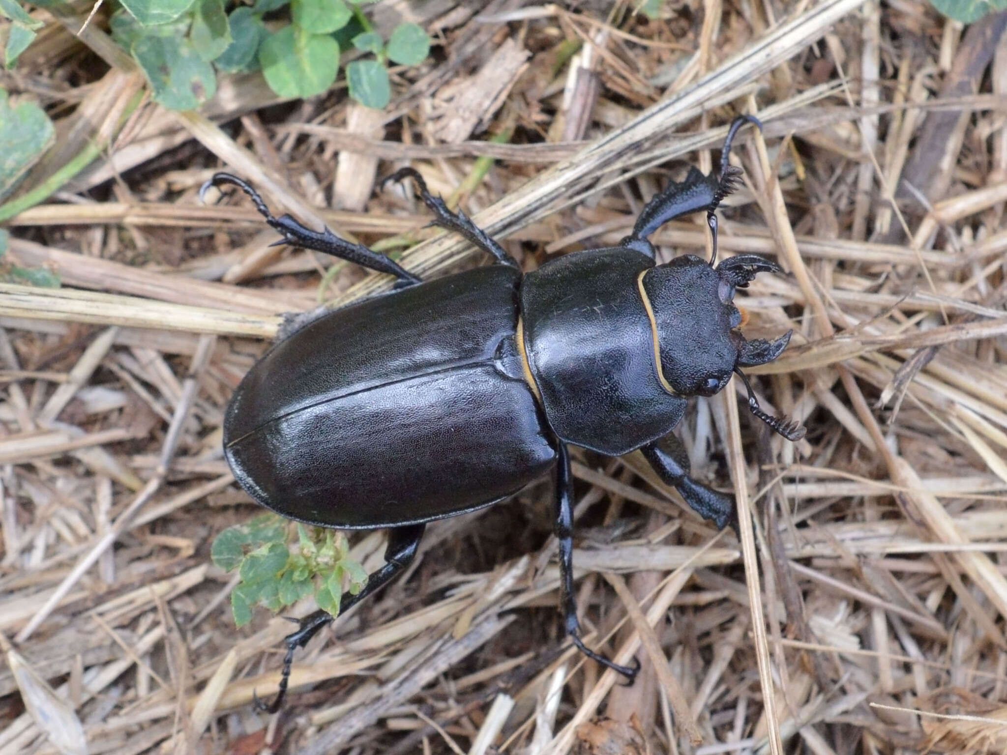 Image of <i>Lucanus cervus turcicus</i>