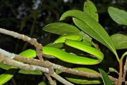 Image of Asian Vine Snake