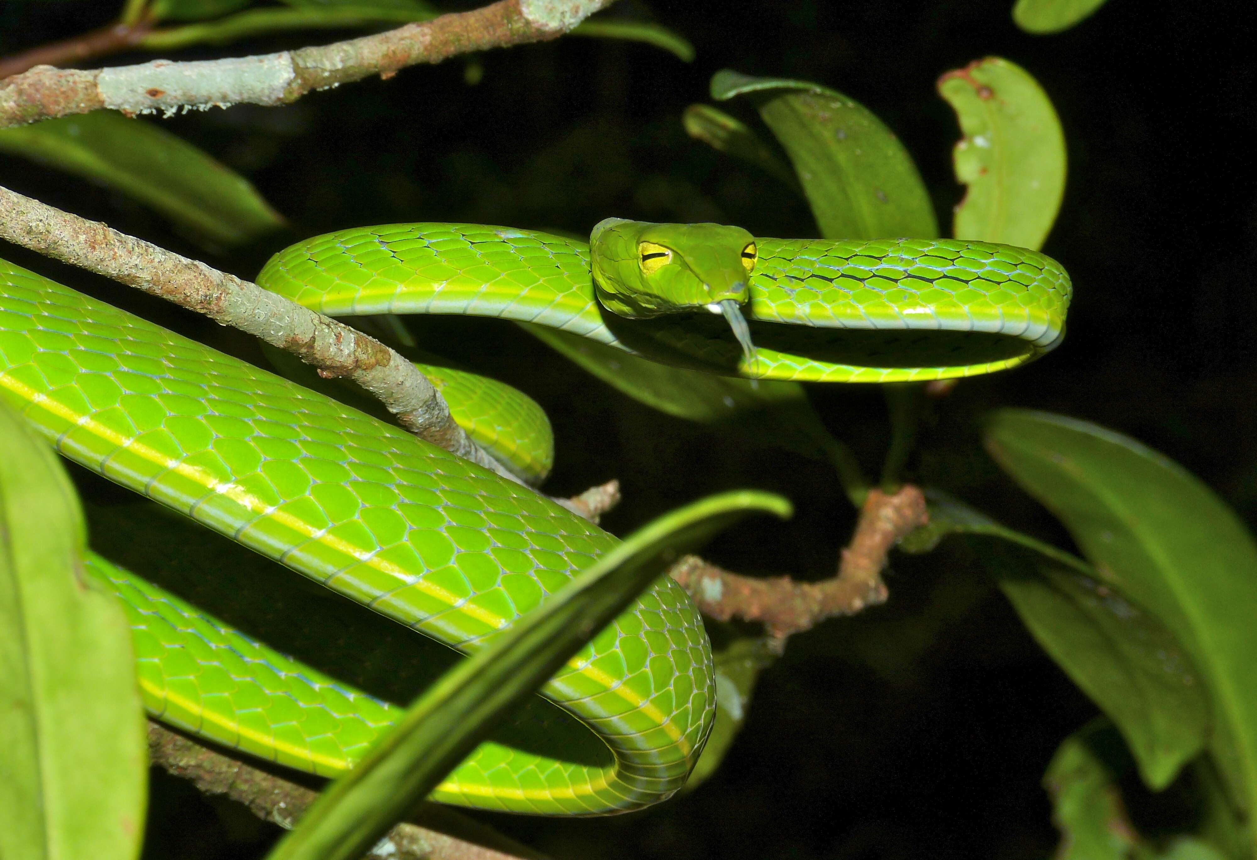 Image of Asian Vine Snake