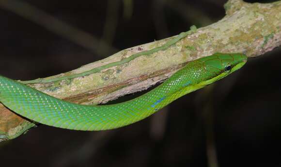 Plancia ëd Gonyosoma oxycephalum (F. Boie 1827)