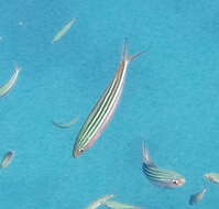 Image of Striated fusilier