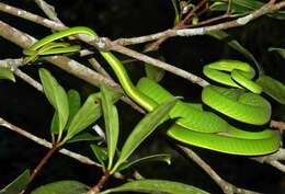 Image of Asian Vine Snake