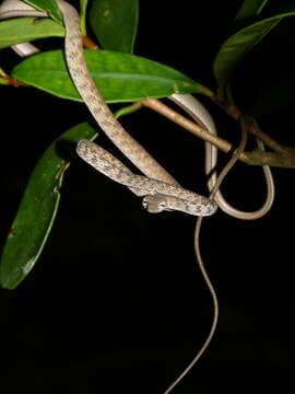 Image of Speckle-headed Vine Snake