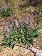 Imagem de Lupinus villosus Willd.