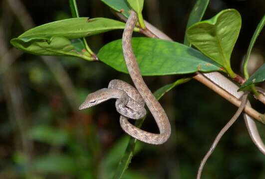 Image of Speckle-headed Vine Snake