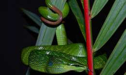 Image of Arboreal Rat Snake