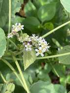 Image de Melochia umbellata (Houtt.) Stapf