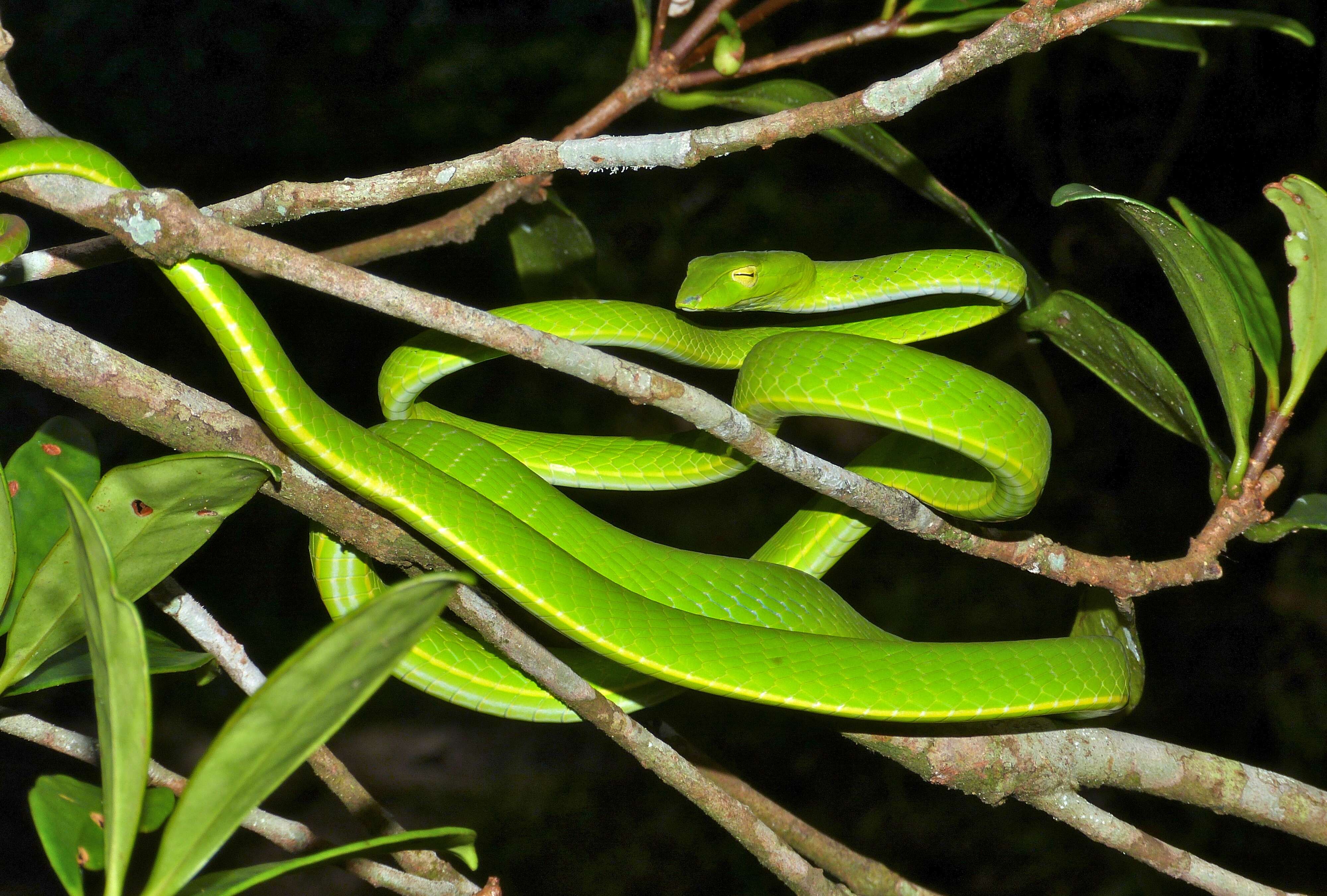 Image of Asian Vine Snake