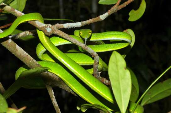 Image of Asian Vine Snake