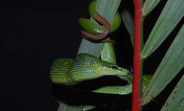 Image of Arboreal Rat Snake