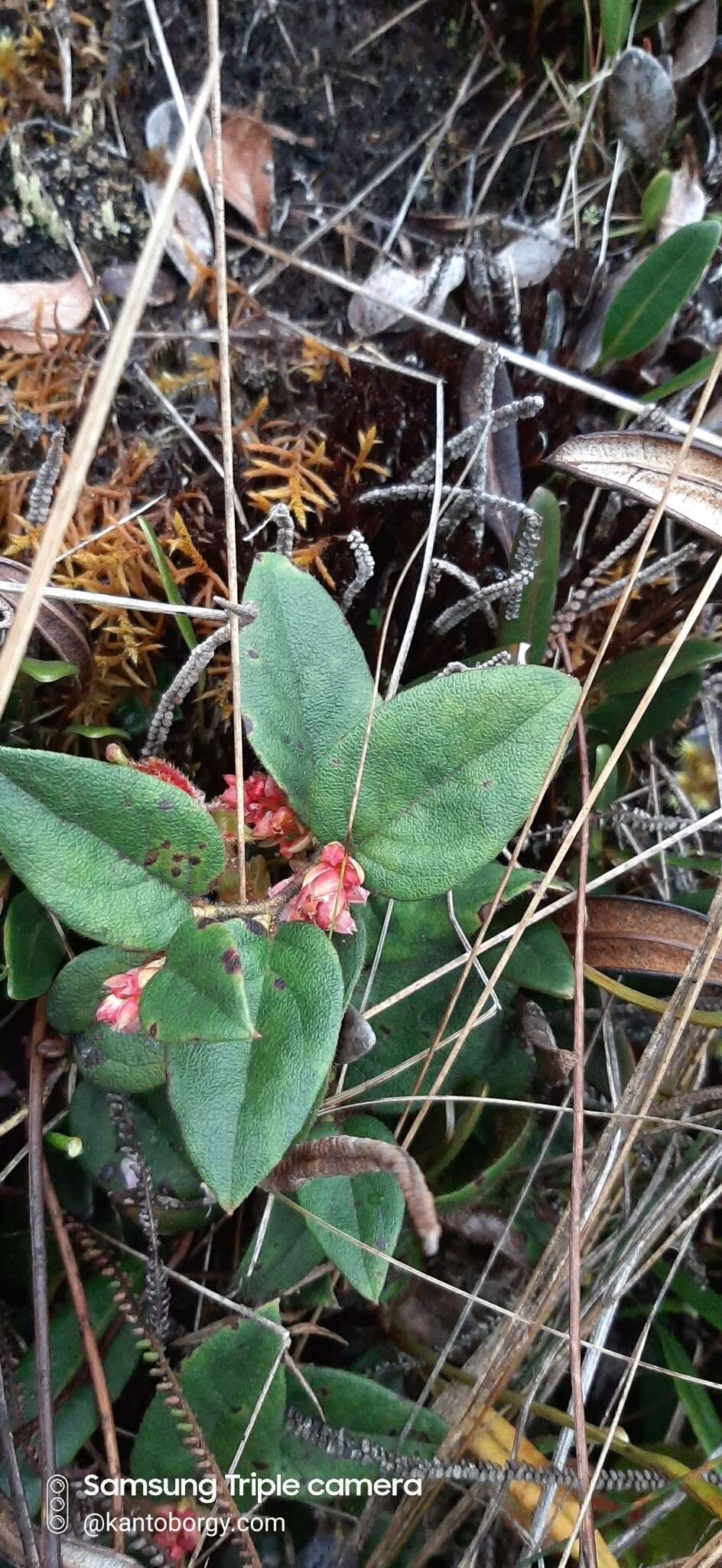 Image de Gaultheria glomerata (Cavanilles) Sleumer