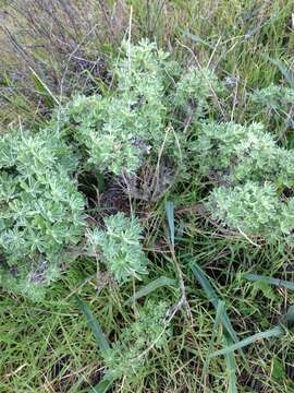 Image of longleaf bush lupine