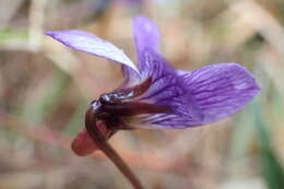 Image of Violet