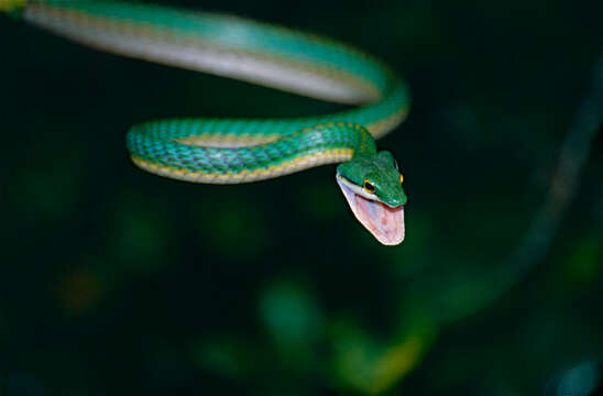 Image of Green Parrot Snake