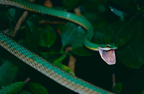 Image of Green Parrot Snake