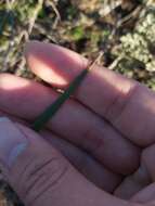 Image of Patersonia sericea R. Br.