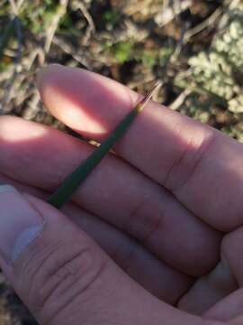 Image of Patersonia sericea R. Br.