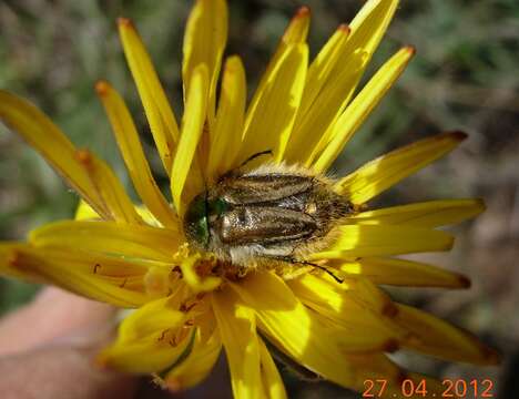 Image of Eulasia (Eulasia) nitidicollis (Reiche 1862)