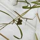 Image of leafy pondweed