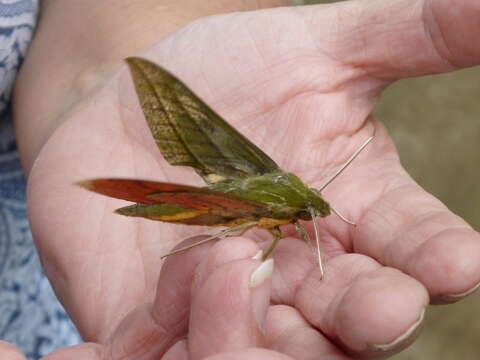 Image of Xylophanes vagliai Haxaire 2003