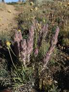 Image of splithair Indian paintbrush