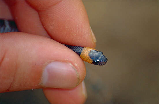 Image of Tschudi's False Coral Snake