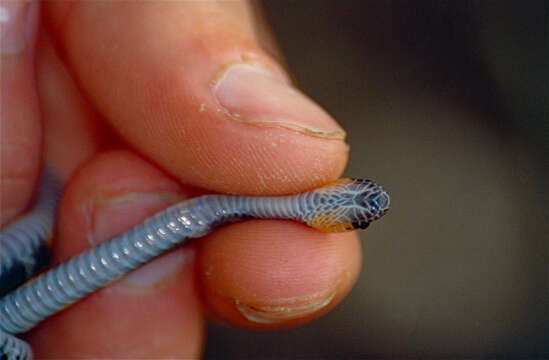 Image of Tschudi's False Coral Snake