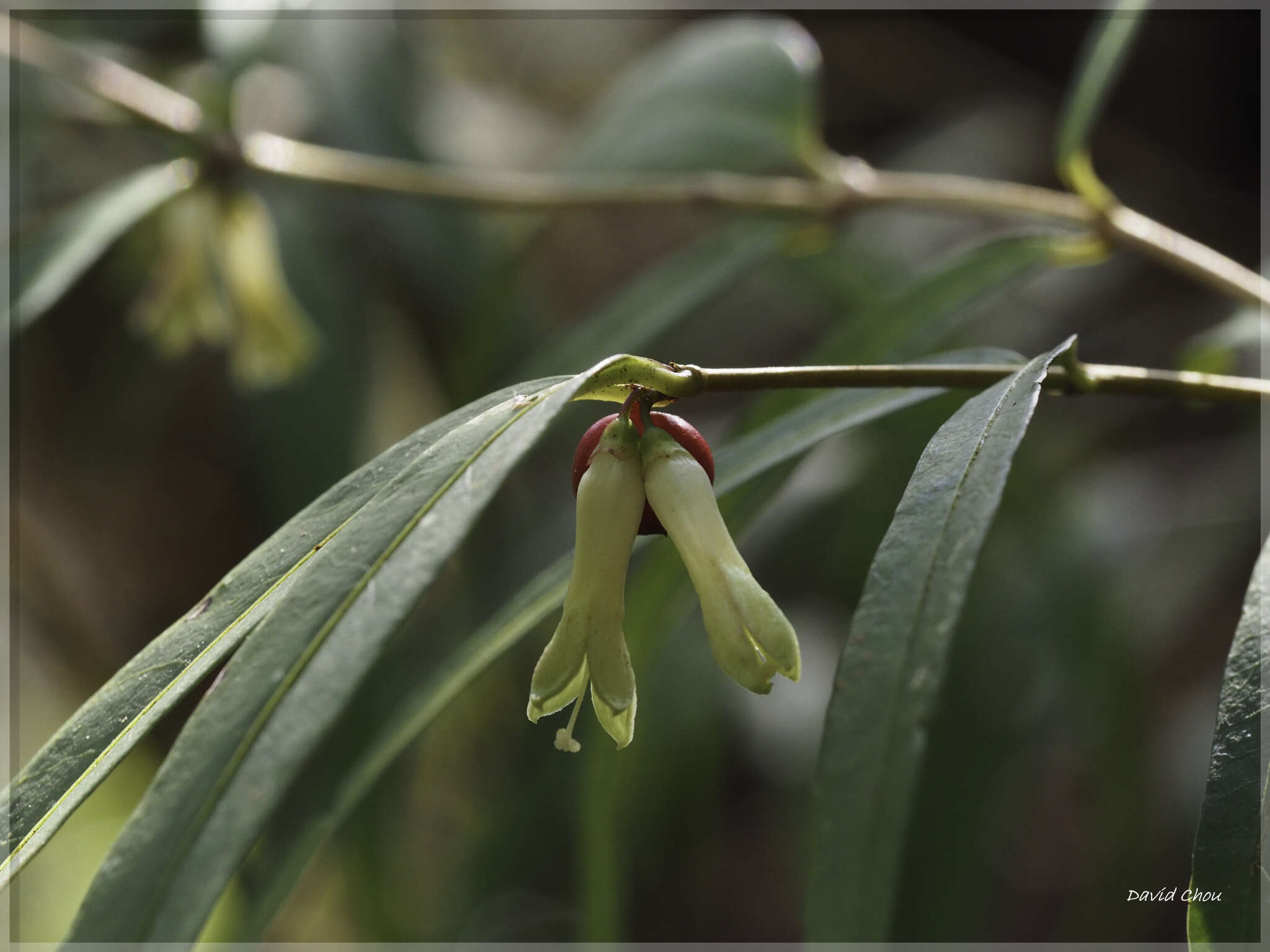 Image of Damnacanthus angustifolius Hayata