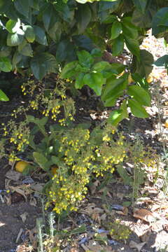 Image of Calceolaria petioalaris Cav.