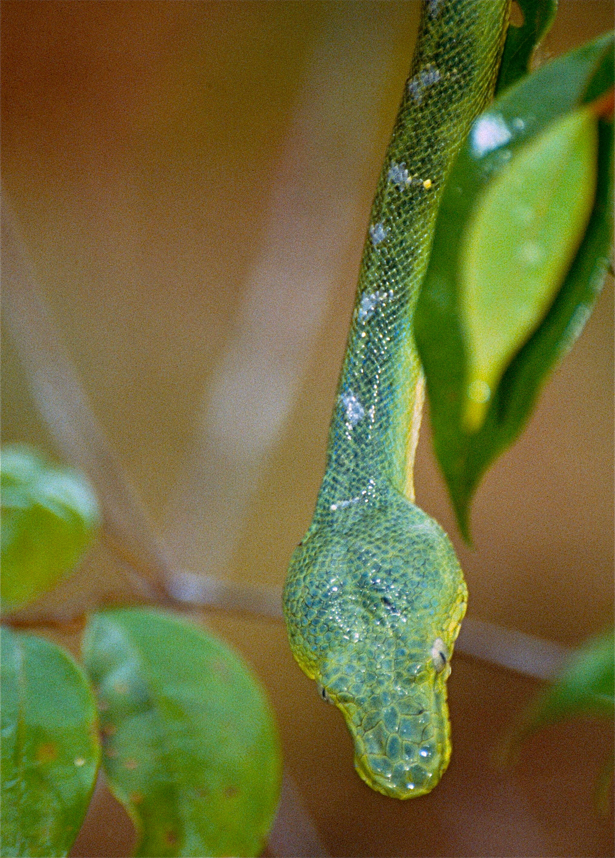 Image of Emerald Tree Boa