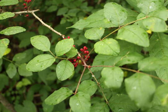 Image of common pricklyash