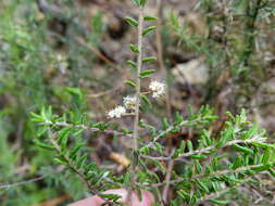 Image of Pomaderris amoena Colenso