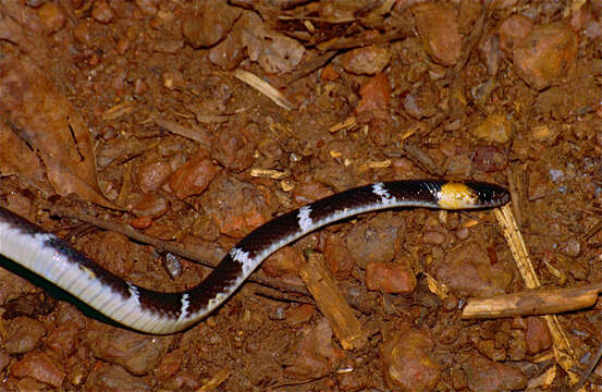 Image of Tschudi's False Coral Snake