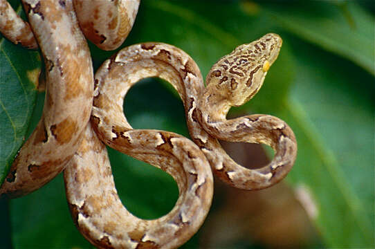 Image of Amazon Tree Boa