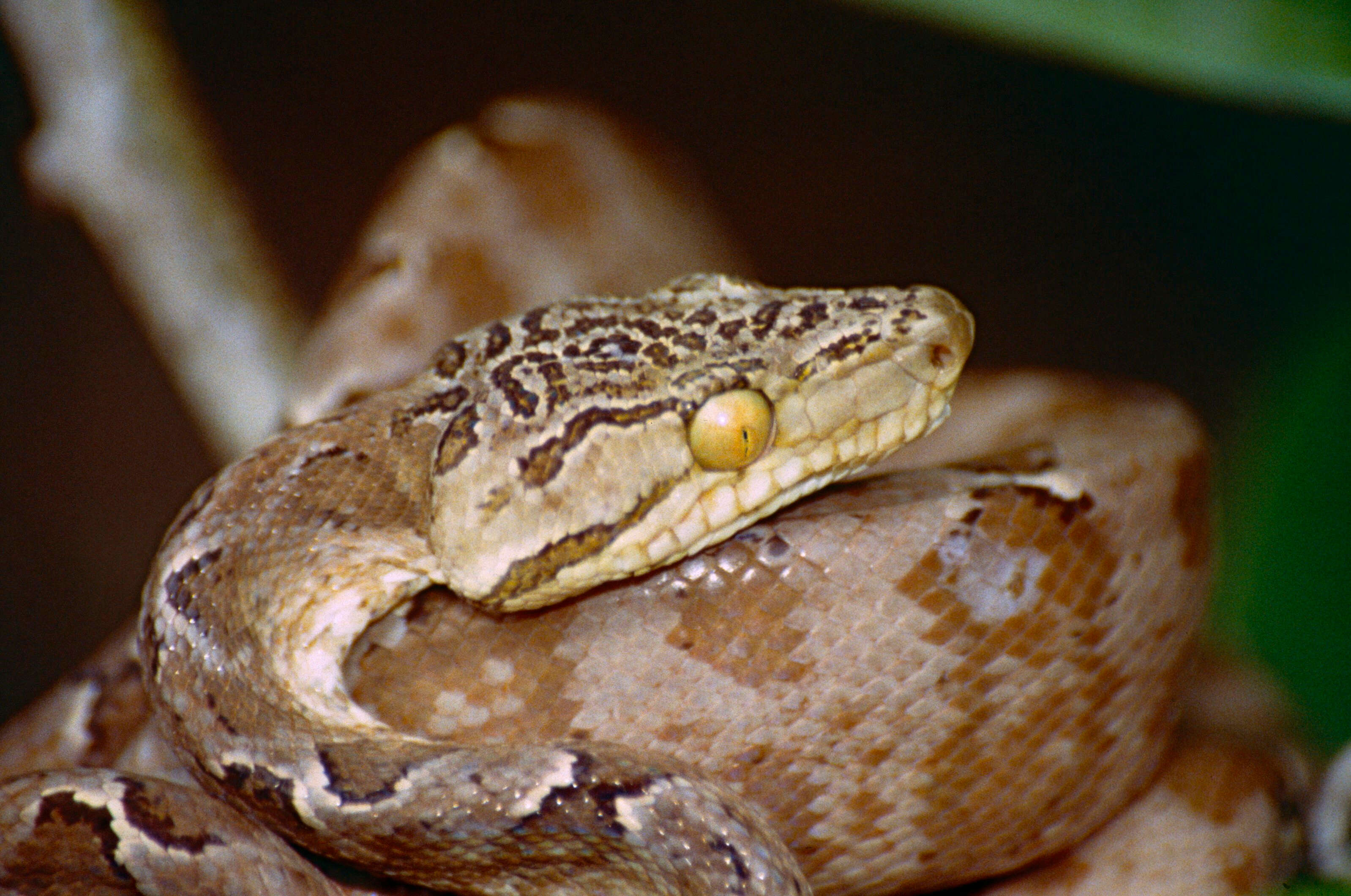 Image of Corallus hortulanus (Linnaeus 1758)