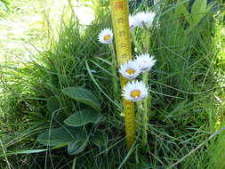 Image of Helichrysum monticola Hilliard