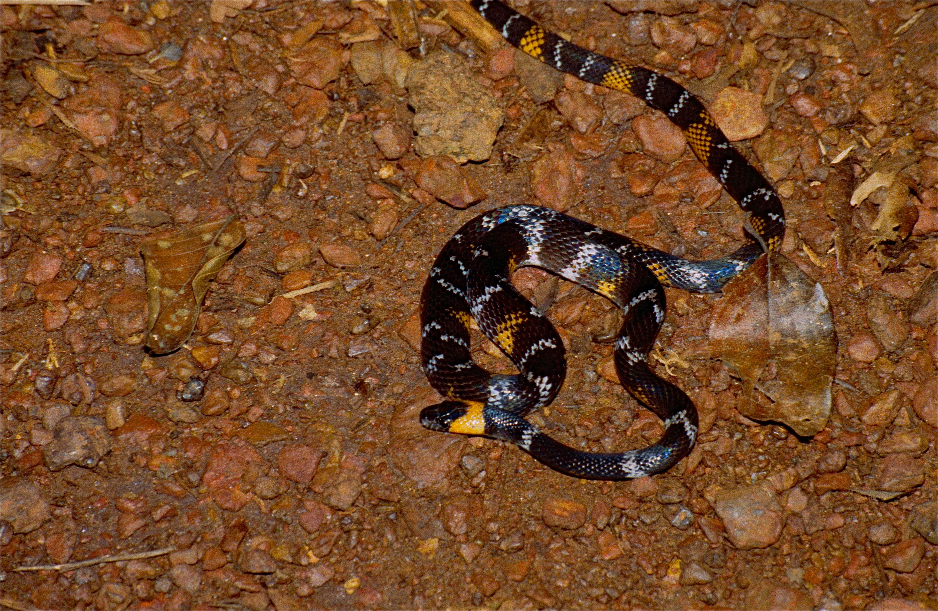 Image of Tschudi's False Coral Snake