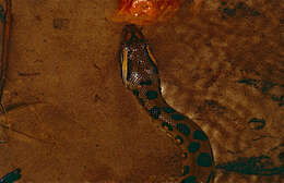 Image of Green anaconda