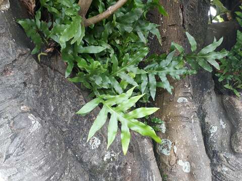 海岸擬茀蕨的圖片