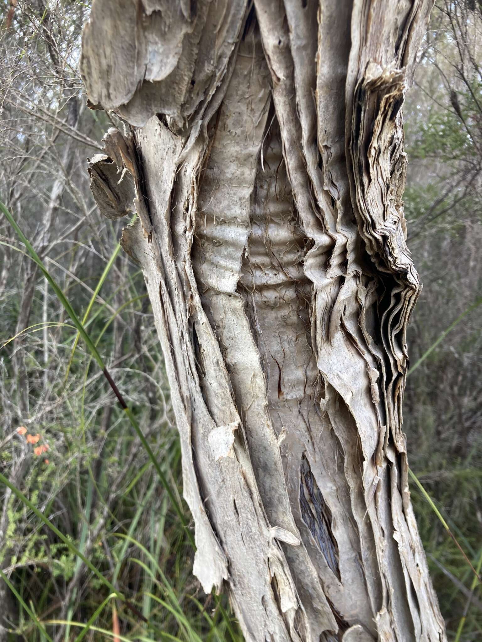 Imagem de Melaleuca preissiana Schau.