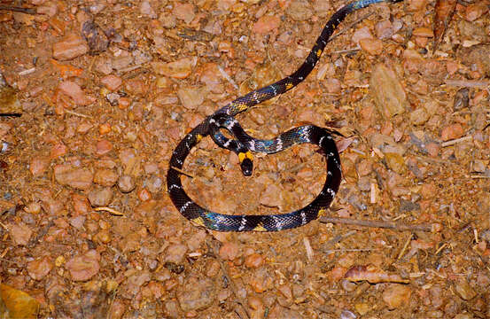 Image of Tschudi's False Coral Snake