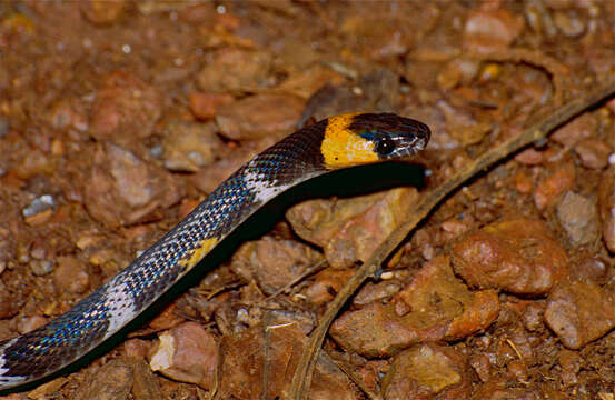 Image of Tschudi's False Coral Snake