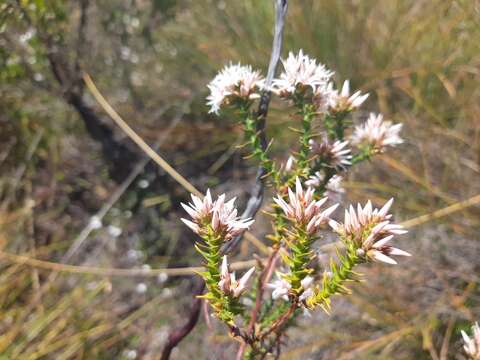 Image of Sprengelia montana R. Br.