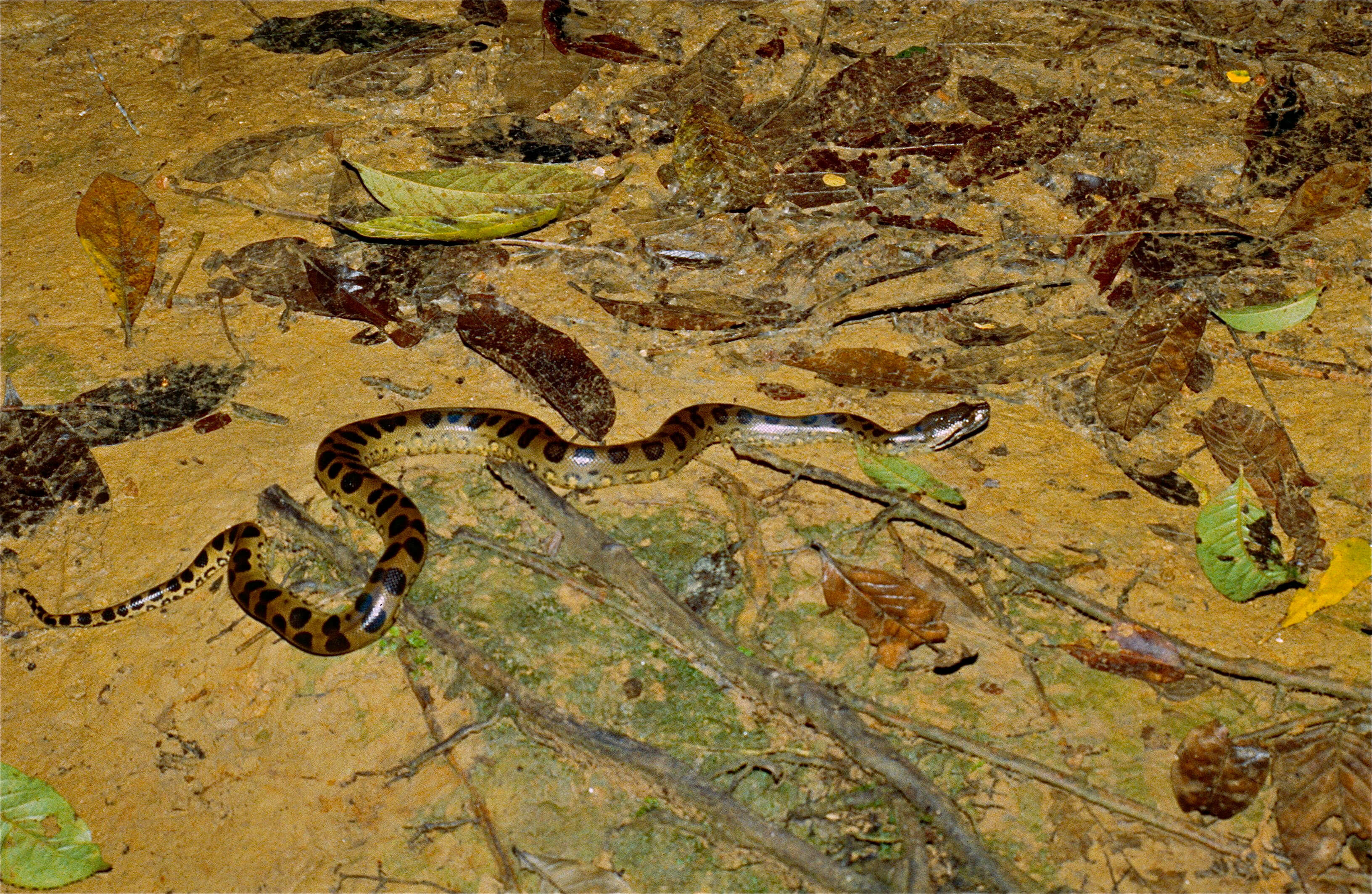 Image of Green anaconda