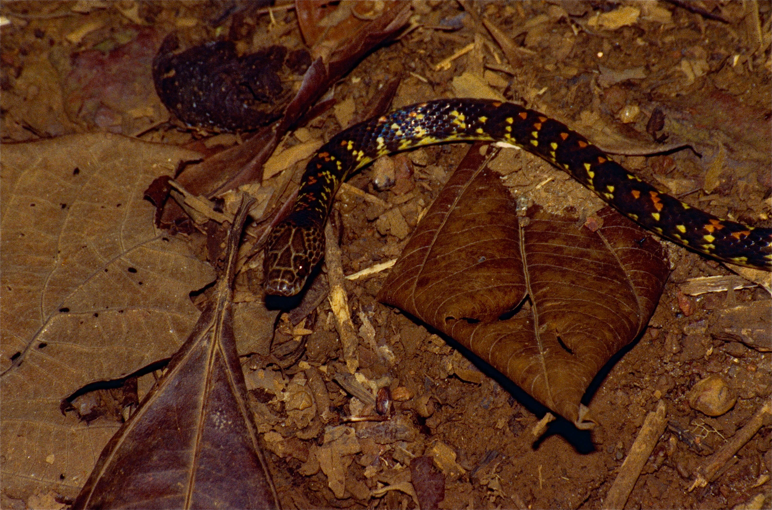 Image of Panama Spotted Night Snake