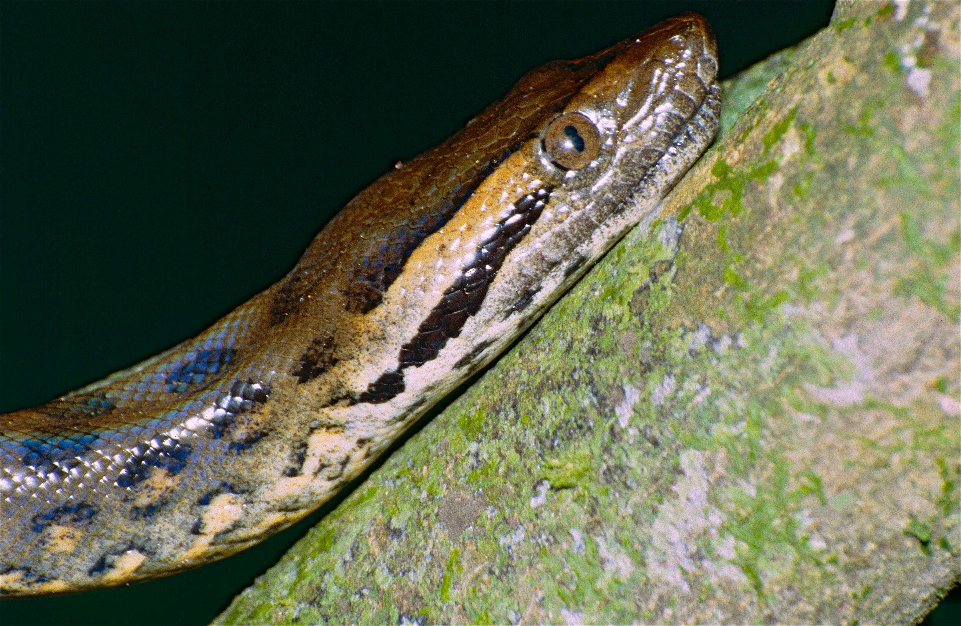 Image of Green anaconda